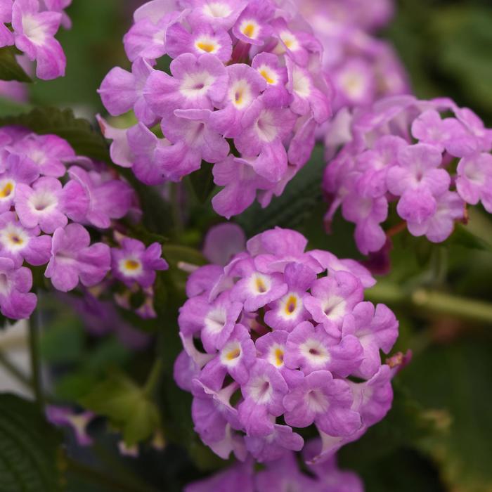 Lantana - Lantana montevidensis 'Purple Falls'