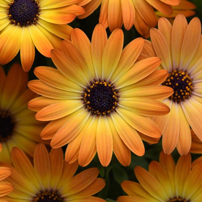 Osteospermum - Osteospermum ecklonis 'Sunshine Beauty' Osteospermum - Osteospermum ecklonis 'Sunshine Beauty'