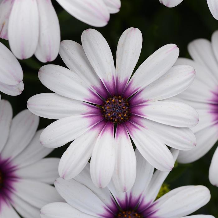 Osteospermum - Osteospermum ecklonis 'Serenity™ Lavender Frost'