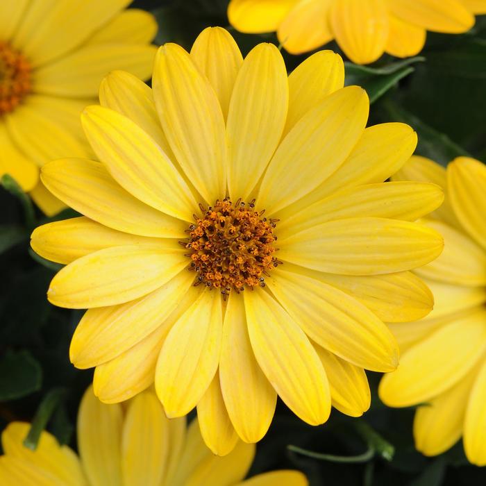 Serenity™ Deep Yellow - Osteospermum Serenity™ Deep Yellow - Osteospermum