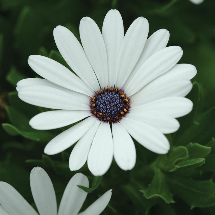 Osteospermum - Osteospermum ecklonis 'Serenity™ White' Osteospermum - Osteospermum ecklonis 'Serenity™ White'