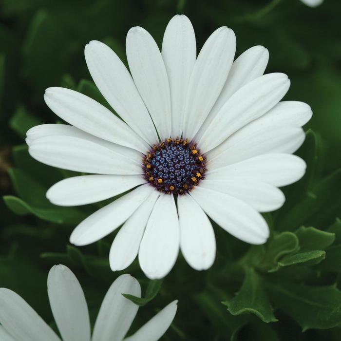 Osteospermum - Osteospermum ecklonis 'Serenity™ White'