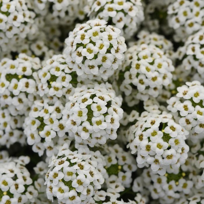 Alyssum - Lobularia maritima Easy Breezy™ White