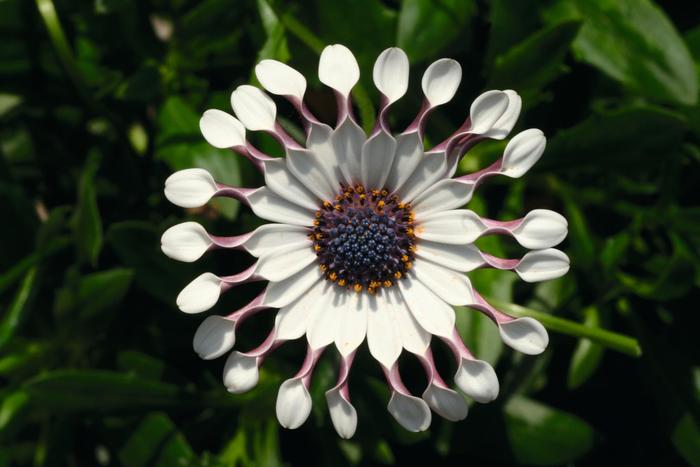 Osteospermum - Osteospermum ecklonis FlowerPower™ Spider White