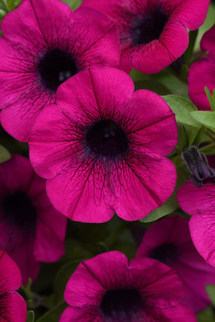 ColorRush™ Purple - Petunia ColorRush™ Purple - Petunia