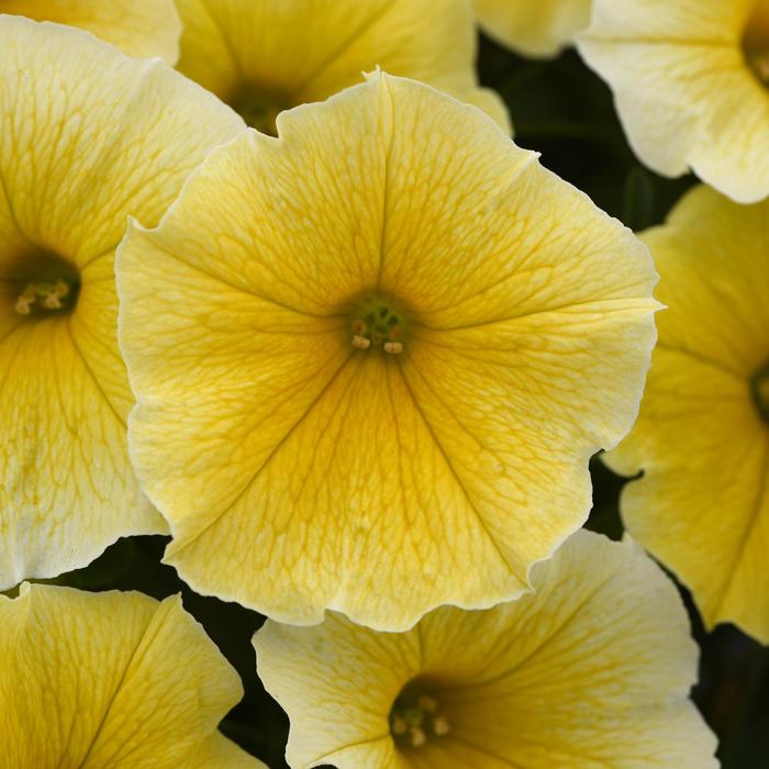 Petunia - Petunia x hybrida 'Bee's Knees'