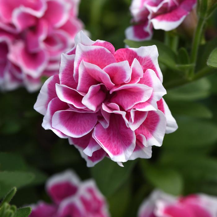 Petunia (Petchoa) - Petunia x hybrida 'Pink Diamond' Petunia (Petchoa) - Petunia x hybrida 'Pink Diamond'