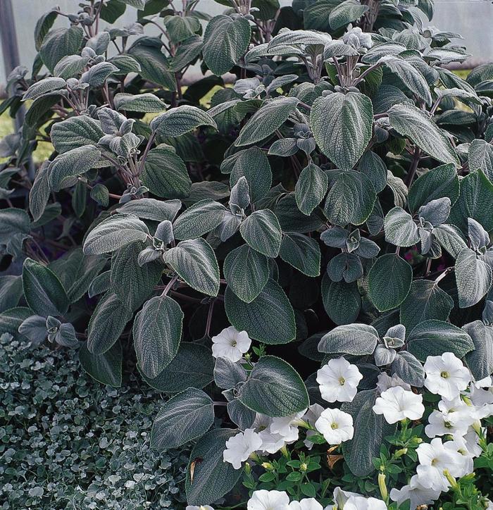 Plectranthus - Plectranthus argentatus Silver Shield