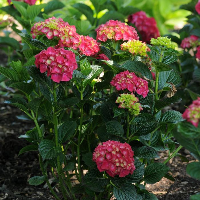 Magical® Ruby Red Hydrangea - Hydrangea paniculata Magical® Ruby Red Hydrangea - Hydrangea paniculata