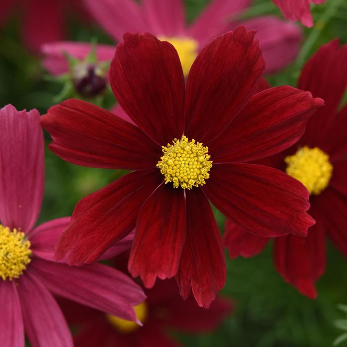 Sonata™ Red Shade - Cosmos Sonata™ Red Shade - Cosmos