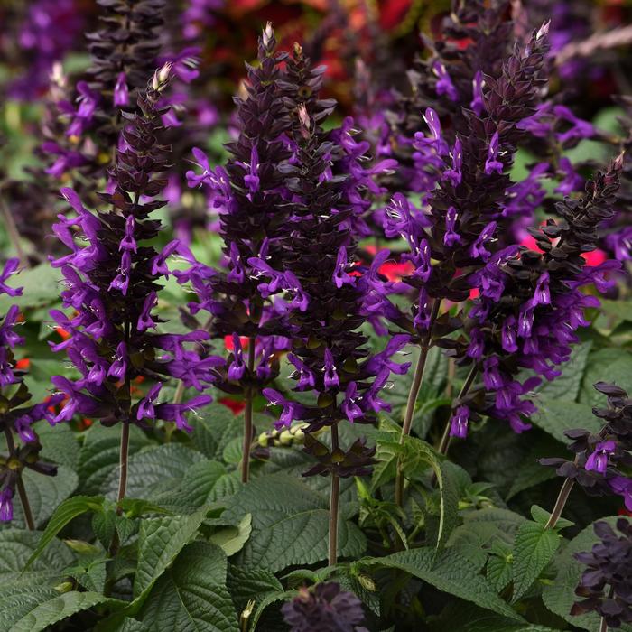 Salvia - Salvia guaranitica 'Purple & Bloom'