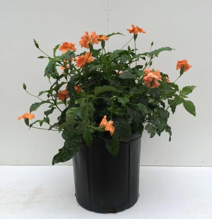 Crossandra - Crossandra infundibuliformis 'Orange Marmalade' Crossandra - Crossandra infundibuliformis 'Orange Marmalade'