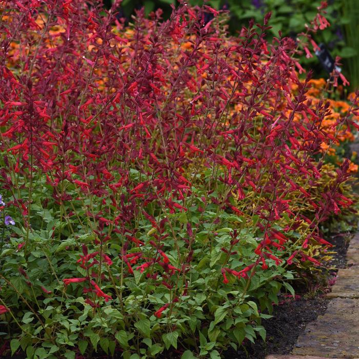 Salvia - Salvia splendens 'Roman Red'