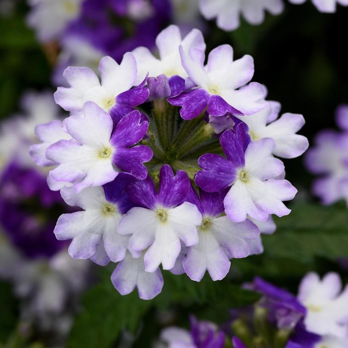 Firehouse™ 'Blue Fizz' - Verbena peruviana