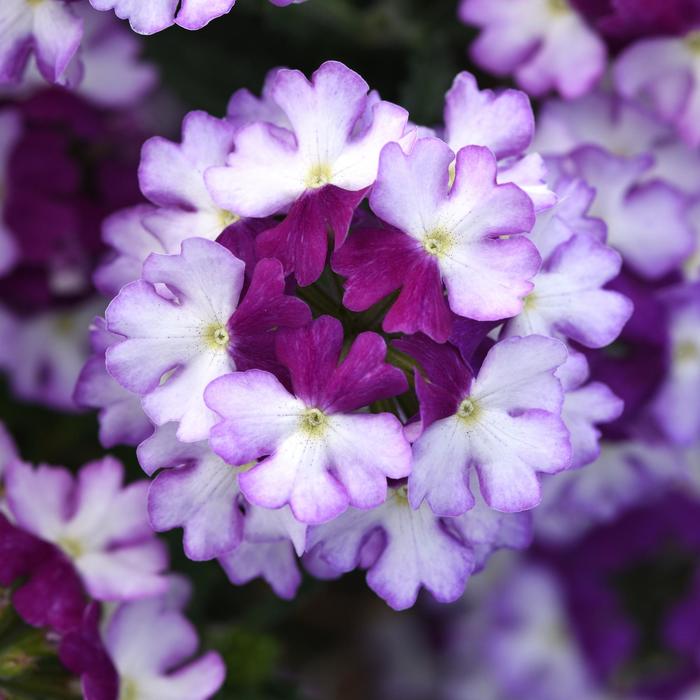 Verbena - Verbena peruviana 'Firehouse™ Purple Fizz'