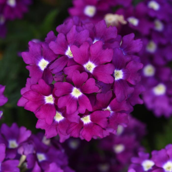 Firehouse™ 'Violet Wink' - Verbena peruviana