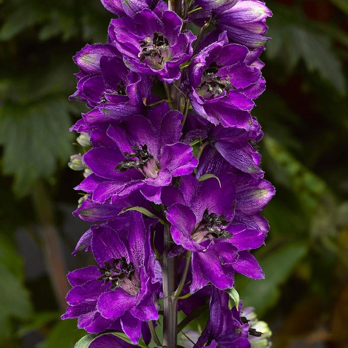 Larkspur - Delphinium elatum Delphina™ Dark Blue Black Bee Larkspur - Delphinium elatum Delphina™ Dark Blue Black Bee