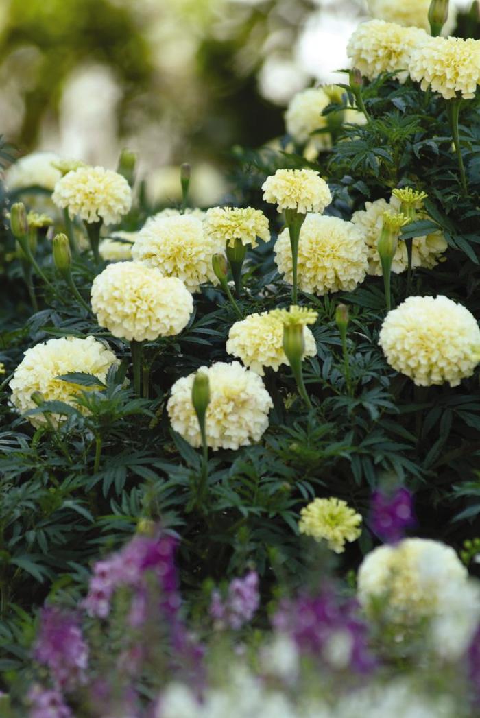 African Marigold - Tagetes erecta 'Vanilla' African Marigold - Tagetes erecta 'Vanilla'