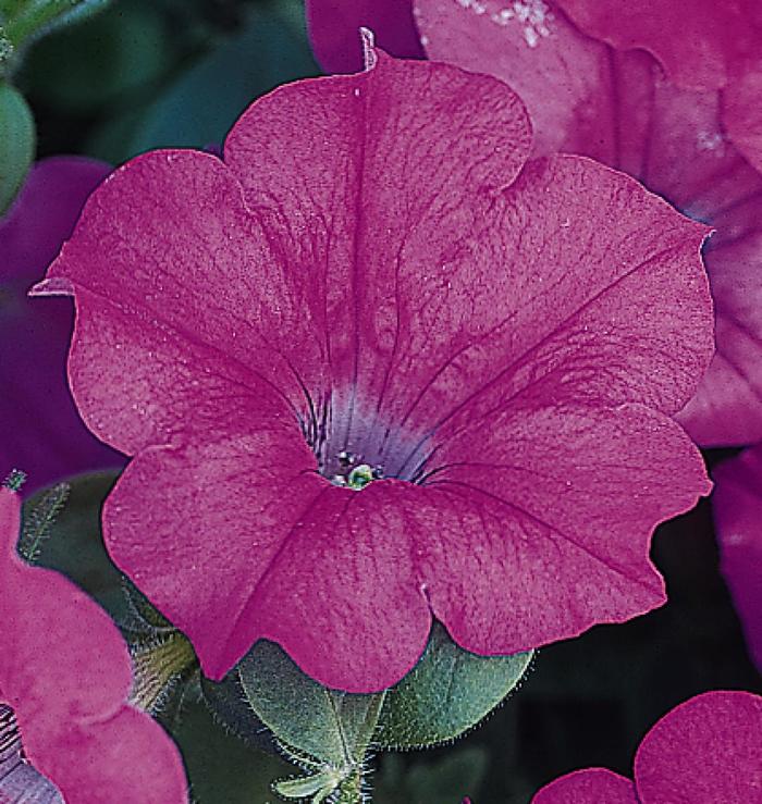 Lavender Wave Petunia - Petunia 'Lavender Wave' Lavender Wave Petunia - Petunia 'Lavender Wave'