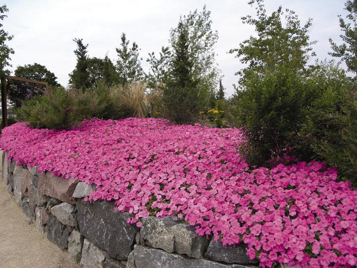 Petunia - Petunia hybrida 'Pink Wave' Petunia - Petunia hybrida 'Pink Wave'