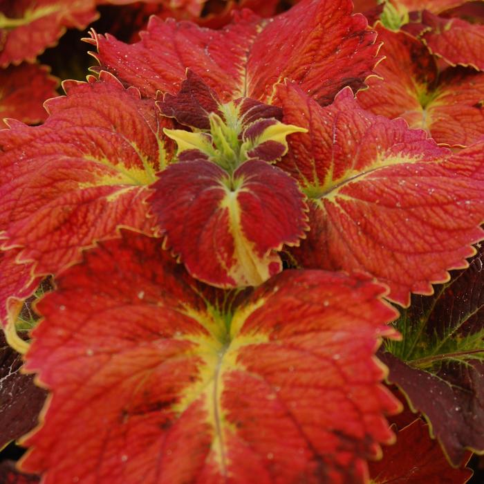 Coleus - Solenostemon Stained Glasswork Tilt A Whirl