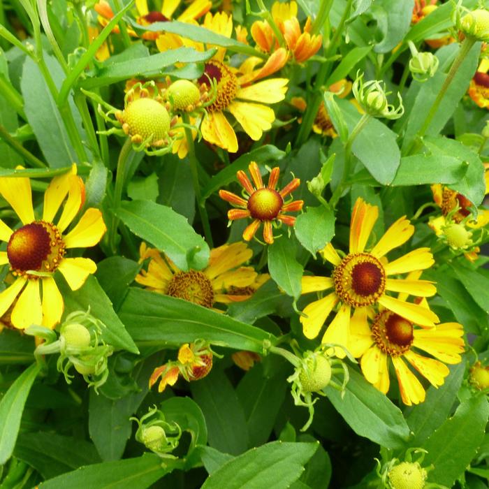 Sneezeweed - Helenium autumnale 'Salud™ Yellow' Sneezeweed - Helenium autumnale 'Salud™ Yellow'