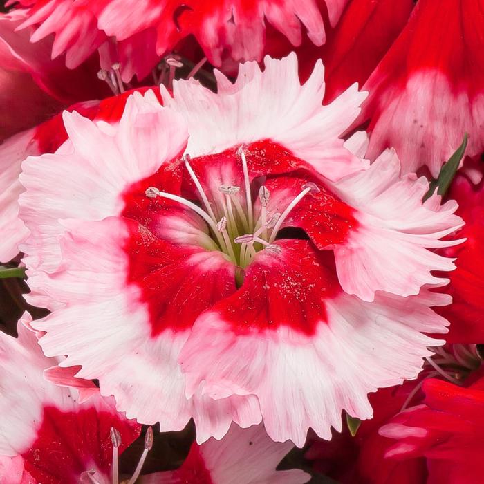 Dianthus - Dianthus chinensis Venti Parfait™ 'Strawberry Shades' Dianthus - Dianthus chinensis Venti Parfait™ 'Strawberry Shades'