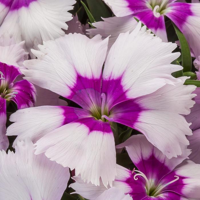 Dianthus - Dianthus chinensis Venti Parfait™ 'Blueberry Eye' Dianthus - Dianthus chinensis Venti Parfait™ 'Blueberry Eye'