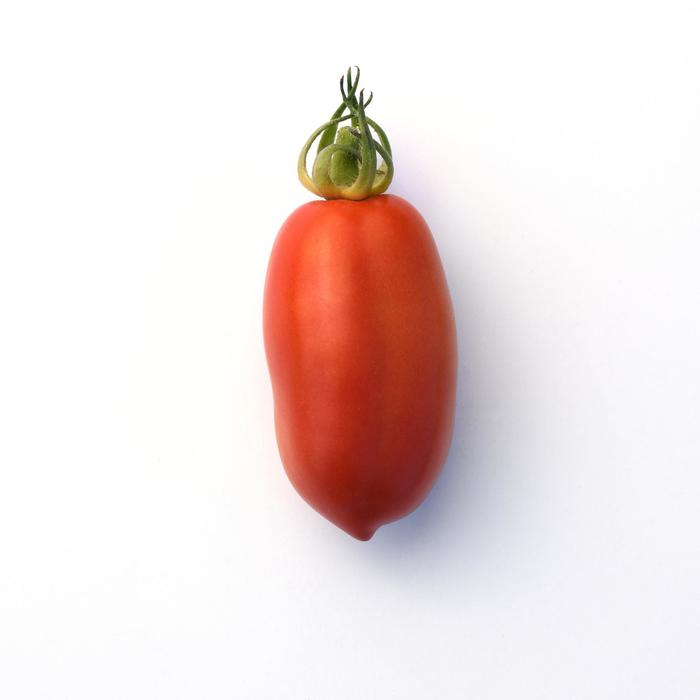 Tomato - Lycopersicon esculentum 'San Marzano' Tomato - Lycopersicon esculentum 'San Marzano'