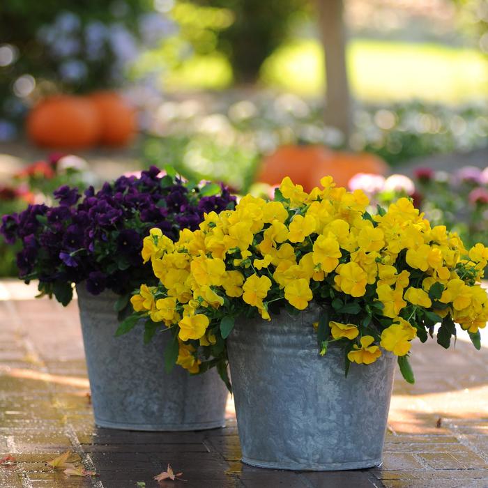 Pansy - Viola x wittrockiana Cool Wave® Golden Yellow Pansy - Viola x wittrockiana Cool Wave® Golden Yellow