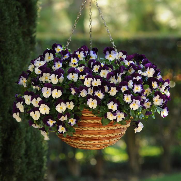 Pansy - Viola x wittrockiana Cool Wave® 'Violet Wing' Pansy - Viola x wittrockiana Cool Wave® 'Violet Wing'