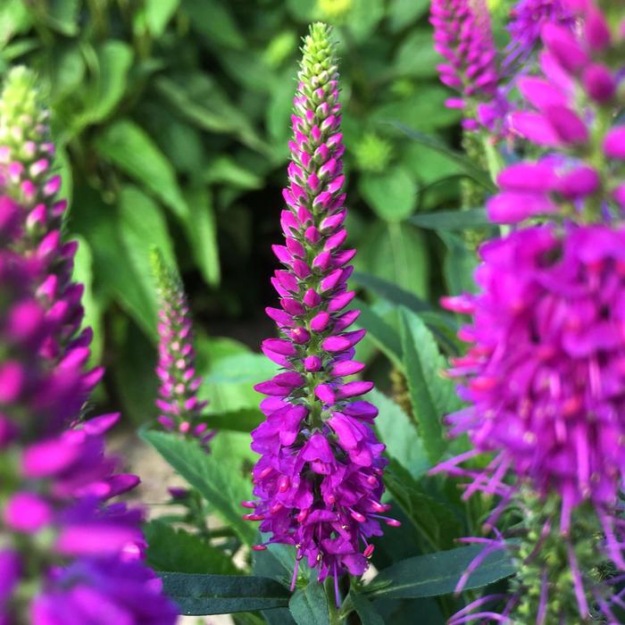 Speedwell - Veronica spicata ' Purplegum Candles'