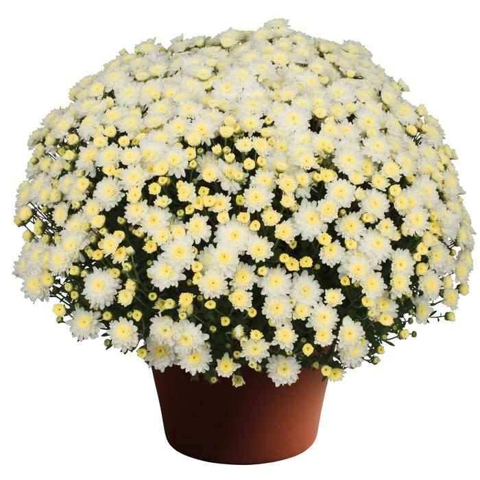 Chelsey™ White - Chrysanthemum x morifolium 