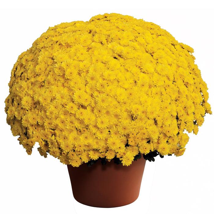 Ursula™ Sunny Yellow - Chrysanthemum x morifolium