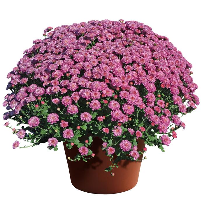 'Gigi™ Dark Pink' Garden Mum - Chrysanthemum grandiflorum 'Gigi™ Dark Pink' Garden Mum - Chrysanthemum grandiflorum