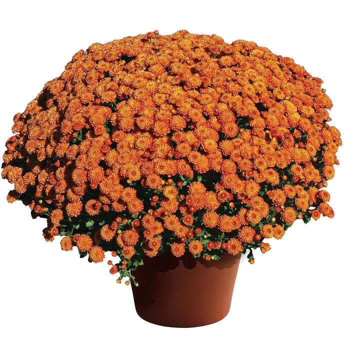 Gigi™ Orange - Chrysanthemum grandiflorum Gigi™ Orange - Chrysanthemum grandiflorum