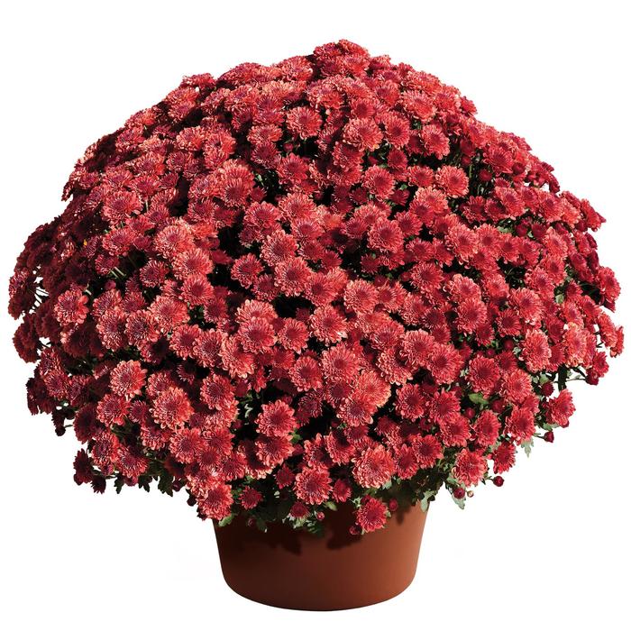 Cheryl™ Jolly Red - Chrysanthemum x morifolium