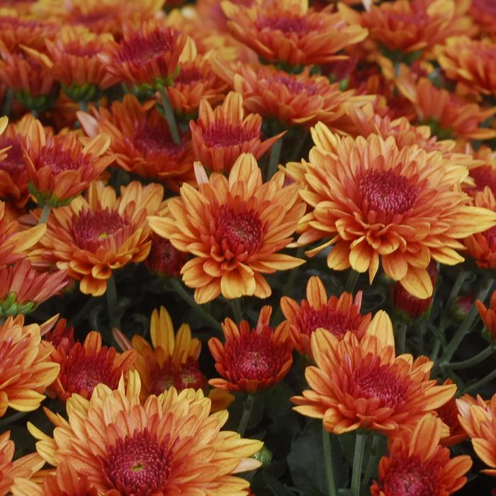 Avalon Orange - Chrysanthemum x morifolium