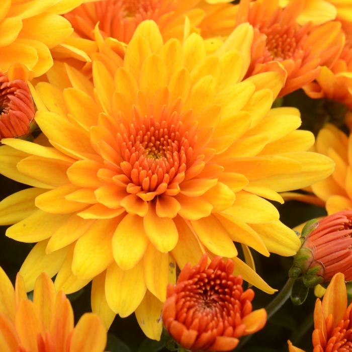 Fireglow Bronze - Chrysanthemum grandiflorum 