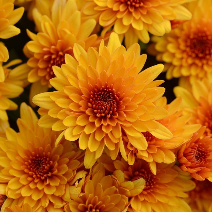 'Fireglow Bronze' Garden Mum - Chrysanthemum x morifolium 'Fireglow Bronze' Garden Mum - Chrysanthemum x morifolium