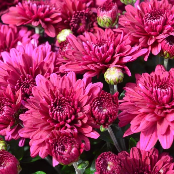 Plumberry Purple - Chrysanthemum x morifolium Plumberry Purple - Chrysanthemum x morifolium