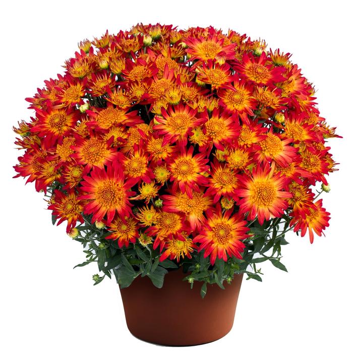 Autumn Sunset™ - Chrysanthemum x morifolium