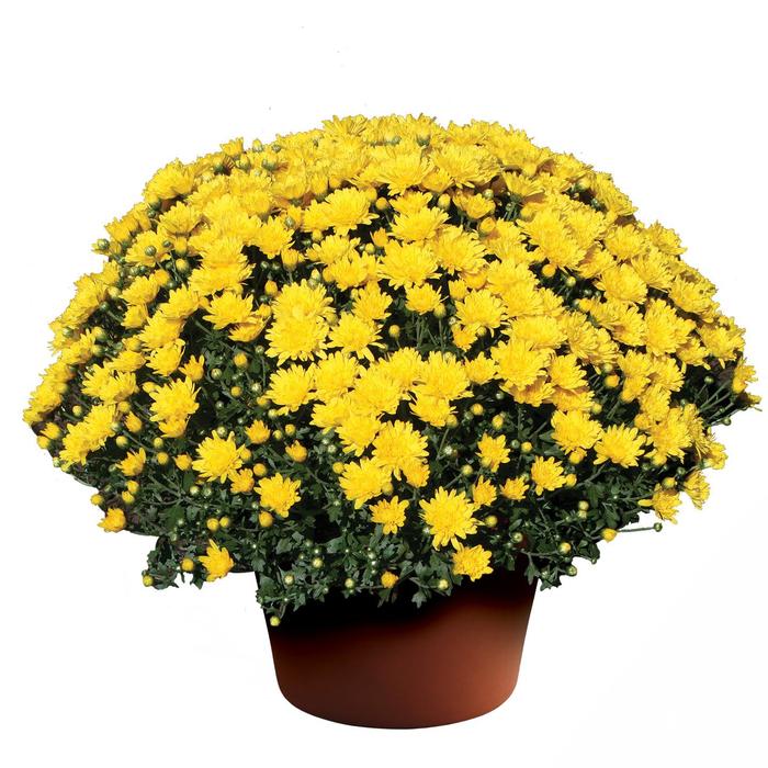 Brittany™ Yellow - Chrysanthemum x morifolium Brittany™ Yellow - Chrysanthemum x morifolium