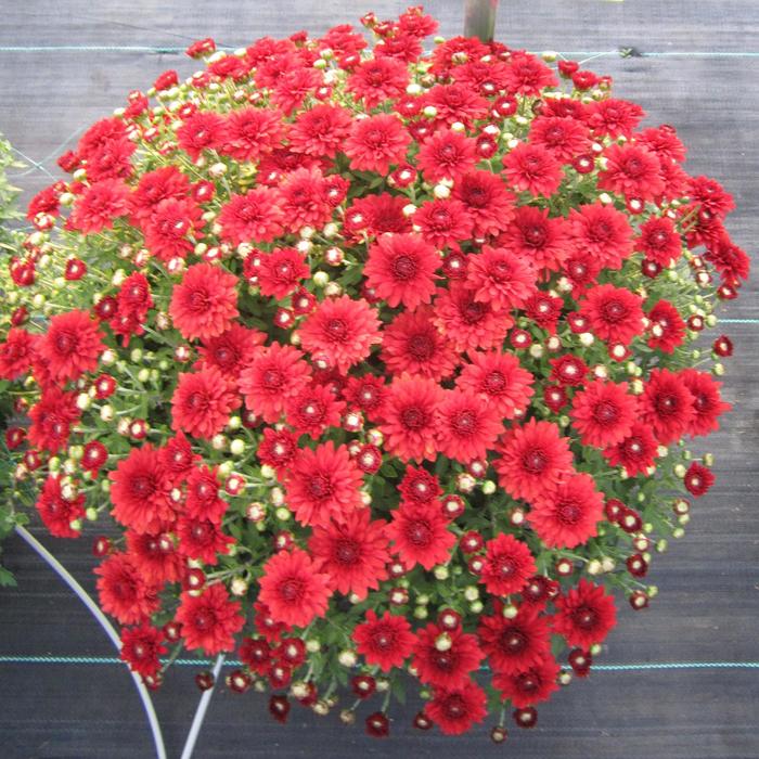 Camina Red - Chrysanthemum x morifolium Camina Red - Chrysanthemum x morifolium