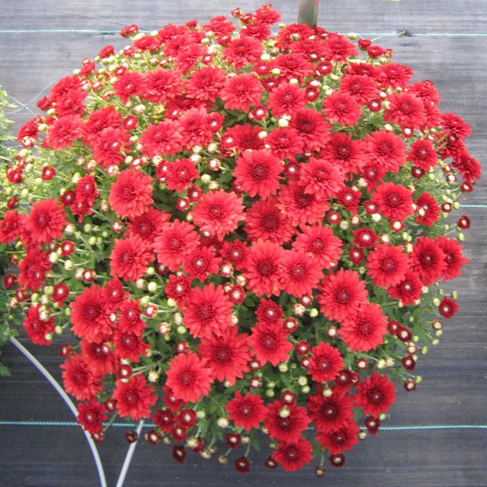 Camina Red - Chrysanthemum x morifolium