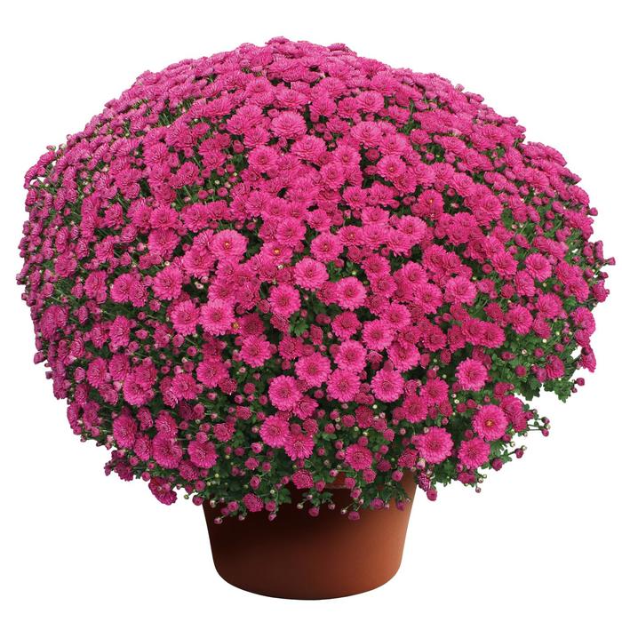 Danielle™ Purple - Chrysanthemum x morifolium Danielle™ Purple - Chrysanthemum x morifolium