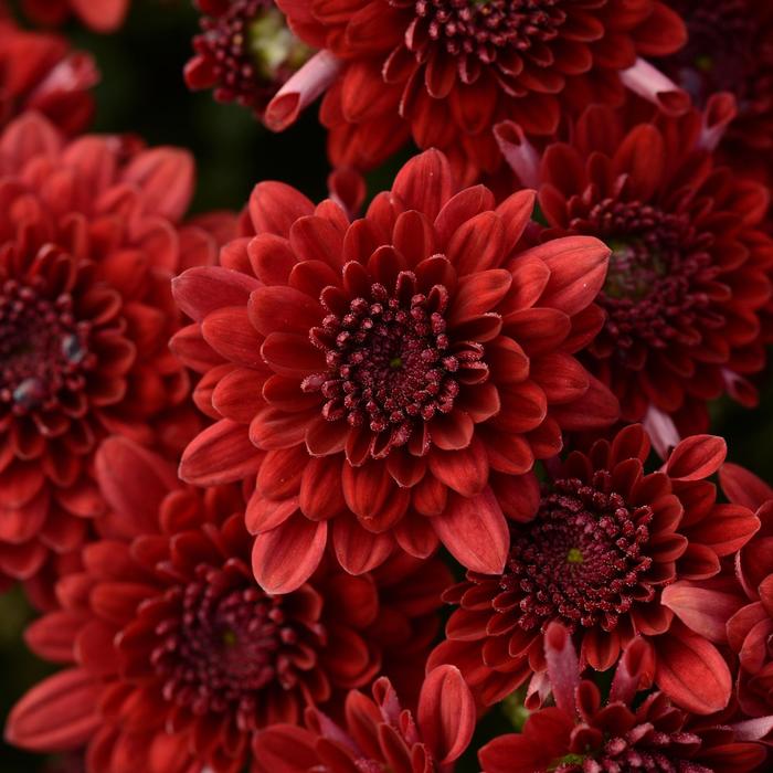 Majesty Red - Chrysanthemum x morifolium Majesty Red - Chrysanthemum x morifolium