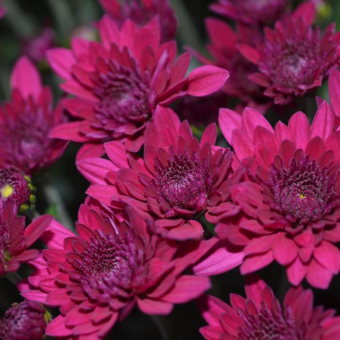 Majesty Purple - Chrysanthemum x morifolium 