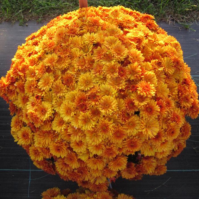 Mika Orange - Chrysanthemum x morifolium Mika Orange - Chrysanthemum x morifolium