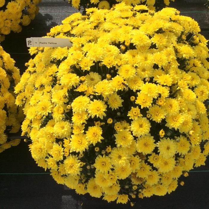 Belgian® 'Padre Yellow' - Chrysanthemum x morifolium (Mum)